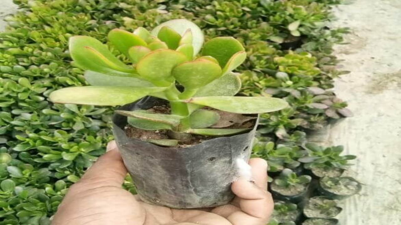 Crassula Plant