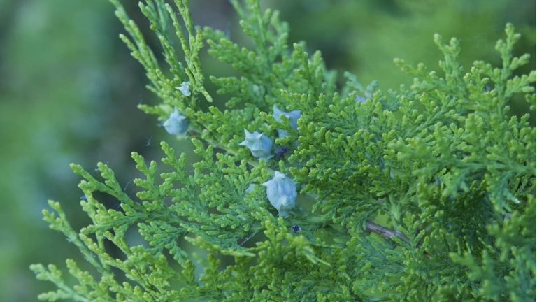 Vastu tips for money