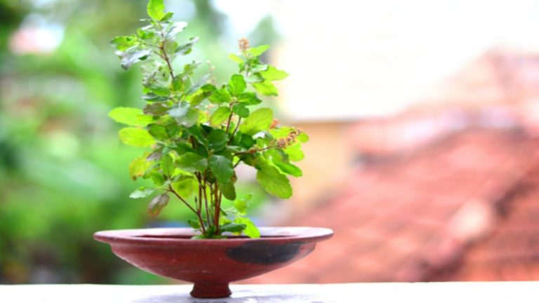 Tulsi Puja Tips