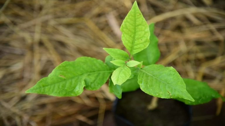 Lucky Plants: घर मे इस एक पौधे को ज़रूर लगाएँ, देखते ही देखते छप्परफाड़ आने लगेगा धन